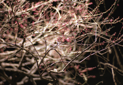 東京の夜桜