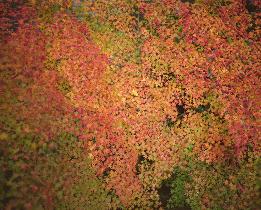 長崎の紅葉